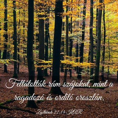 Picture 03 - Zsoltárok 22:14 KAR - Feltátották rám szájokat, mint a ragadozó - Bible Verse Picture