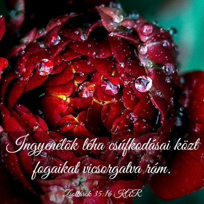 Picture 03 - Zsoltárok 35:16 KAR - Ingyenélõk léha csúfkodásai közt fogaikat - Bible Verse Picture