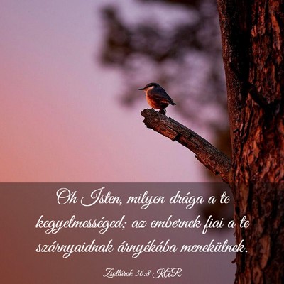 Picture 03 - Zsoltárok 36:8 KAR - Oh Isten, milyen drága a te kegyelmességed; az - Bible Verse Picture