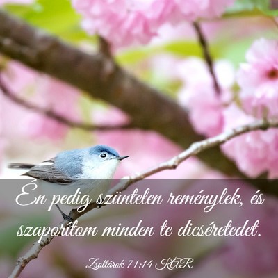 Picture 03 - Zsoltárok 71:14 KAR - Én pedig szüntelen reménylek, és szaporítom - Bible Verse Picture