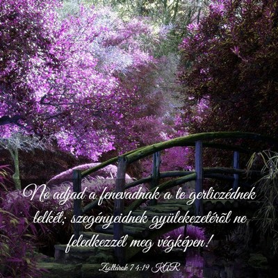 Picture 03 - Zsoltárok 74:19 KAR - Ne adjad a fenevadnak a te gerliczédnek lelkét; - Bible Verse Picture
