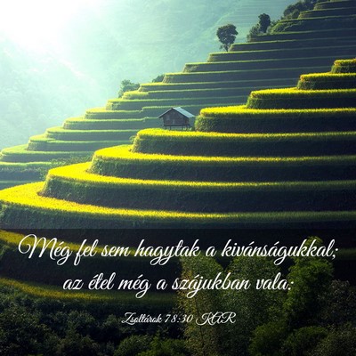 Picture 03 - Zsoltárok 78:30 KAR - Még fel sem hagytak a kivánságukkal; az étel - Bible Verse Picture