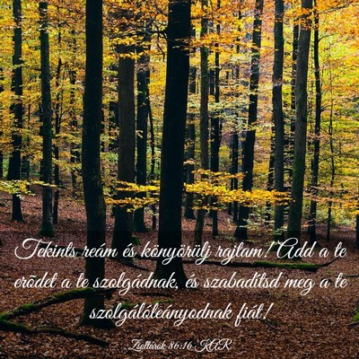 Picture 03 - Zsoltárok 86:16 KAR - Tekints reám és könyörülj rajtam! Add a te - Bible Verse Picture