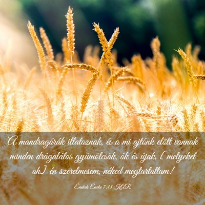 Picture 03 - Énekek Éneke 7:13 KAR - A mandragórák illatoznak, és a mi ajtónk - Bible Verse Picture