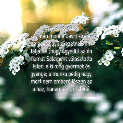 Picture 04 - 1 Krónika 29:1 KAR - Azután monda Dávid király az egész - Bible Verse Picture