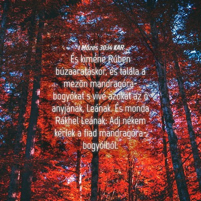 Picture 04 - 1 Mózes 30:14 KAR - És kiméne Rúben búzaaratáskor, és talála a - Bible Verse Picture