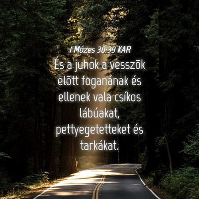Picture 04 - 1 Mózes 30:39 KAR - És a juhok a vesszõk elõtt foganának és - Bible Verse Picture