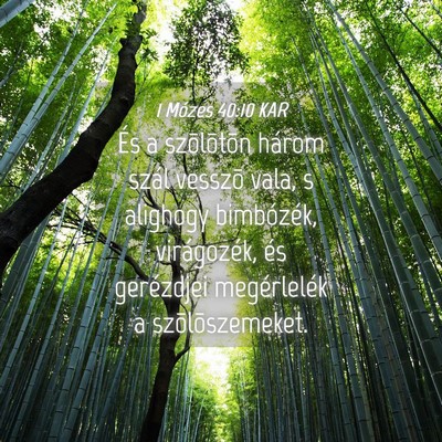 Picture 04 - 1 Mózes 40:10 KAR - És a szõlõtõn három szál vesszõ vala, s - Bible Verse Picture