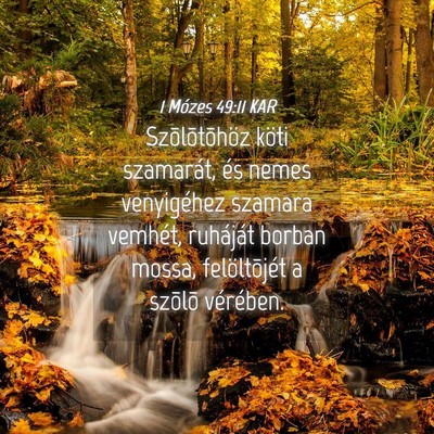 Picture 04 - 1 Mózes 49:11 KAR - Szõlõtõhöz köti szamarát, és nemes - Bible Verse Picture