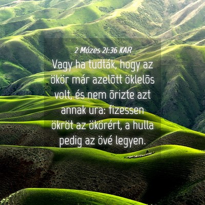 Picture 04 - 2 Mózes 21:36 KAR - Vagy ha tudták, hogy az ökör már azelõtt - Bible Verse Picture