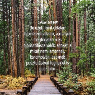 Picture 04 - 2 Péter 2:12 KAR - De ezek, mint oktalan természeti állatok, a - Bible Verse Picture