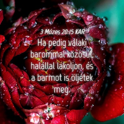 Picture 04 - 3 Mózes 20:15 KAR - Ha pedig valaki barommal közösül, halállal - Bible Verse Picture