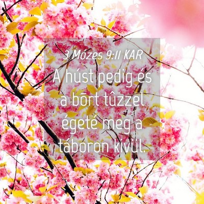 Picture 04 - 3 Mózes 9:11 KAR - A húst pedig és a bõrt tûzzel égeté meg a - Bible Verse Picture