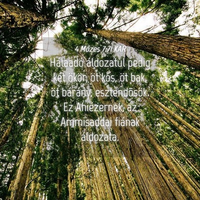 Picture 04 - 4 Mózes 7:71 KAR - Hálaadó áldozatul pedig két ökör, öt kos, - Bible Verse Picture