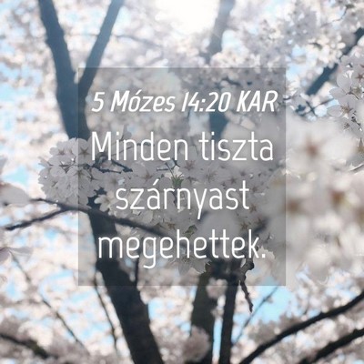 Picture 04 - 5 Mózes 14:20 KAR - Minden tiszta szárnyast - Bible Verse Picture