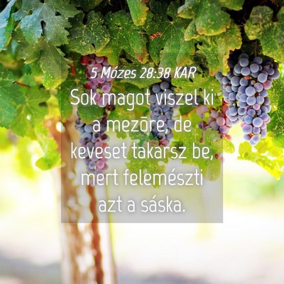 Picture 04 - 5 Mózes 28:38 KAR - Sok magot viszel ki a mezõre, de keveset takarsz - Bible Verse Picture