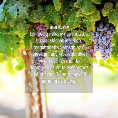 Picture 04 - Bírák 15:1 KAR - Lõn pedig néhány nap múlva, a búzaaratásnak - Bible Verse Picture