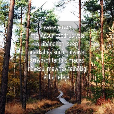 Picture 04 - Ezékiel 31:3 KAR - Ímé, Assúr czédrus vala a Libánonon, szép - Bible Verse Picture