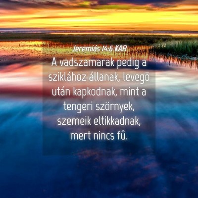 Picture 04 - Jeremiás 14:6 KAR - A vadszamarak pedig a sziklához állanak, - Bible Verse Picture