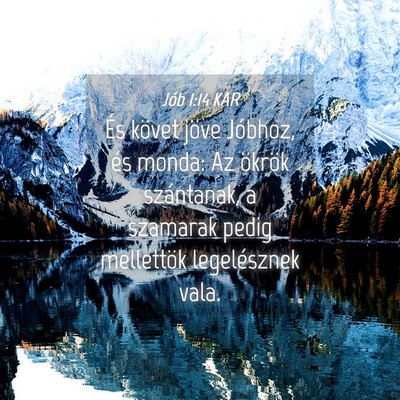 Picture 04 - Jób 1:14 KAR - És követ jöve Jóbhoz, és monda: Az ökrök - Bible Verse Picture