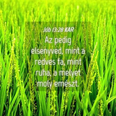 Picture 04 - Jób 13:28 KAR - Az pedig elsenyved, mint a redves fa, mint ruha, - Bible Verse Picture