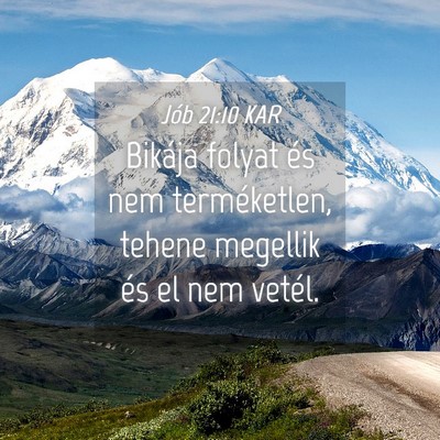 Picture 04 - Jób 21:10 KAR - Bikája folyat és nem terméketlen, tehene - Bible Verse Picture