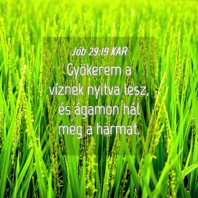 Picture 04 - Jób 29:19 KAR - Gyökerem a víznek nyitva lesz, és ágamon hál - Bible Verse Picture
