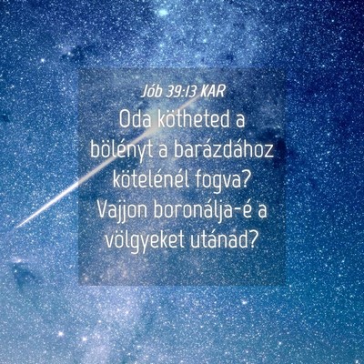 Picture 04 - Jób 39:13 KAR - Oda kötheted a bölényt a barázdához - Bible Verse Picture