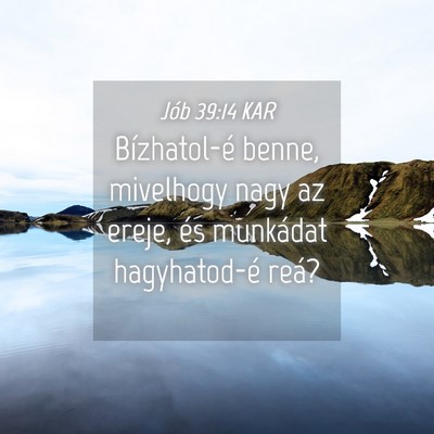 Picture 04 - Jób 39:14 KAR - Bízhatol-é benne, mivelhogy nagy az ereje, és - Bible Verse Picture
