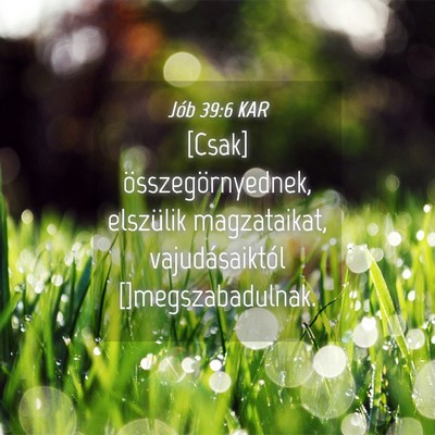 Picture 04 - Jób 39:6 KAR - [Csak] összegörnyednek, elszülik magzataikat, - Bible Verse Picture