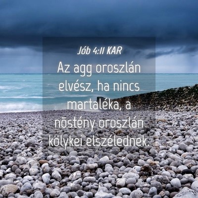 Picture 04 - Jób 4:11 KAR - Az agg oroszlán elvész, ha nincs martaléka, a - Bible Verse Picture