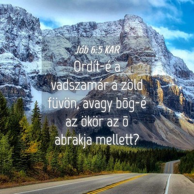 Picture 04 - Jób 6:5 KAR - Ordít-é a vadszamár a zöld füvön, avagy - Bible Verse Picture