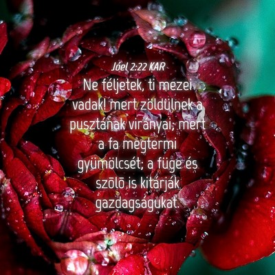 Picture 04 - Jóel 2:22 KAR - Ne féljetek, ti mezei vadak! mert zöldülnek a - Bible Verse Picture