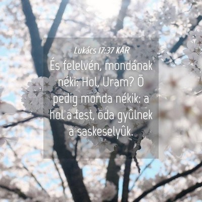 Picture 04 - Lukács 17:37 KAR - És felelvén, mondának néki: Hol, Uram? Õ - Bible Verse Picture