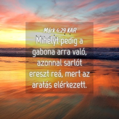 Picture 04 - Márk 4:29 KAR - Mihelyt pedig a gabona arra való, azonnal - Bible Verse Picture