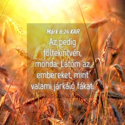 Picture 04 - Márk 8:24 KAR - Az pedig föltekintvén, monda: Látom az - Bible Verse Picture