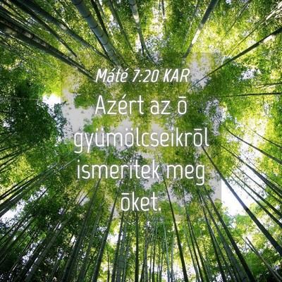 Picture 04 - Máté 7:20 KAR - Azért az õ gyümölcseikrõl ismeritek meg - Bible Verse Picture