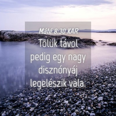 Picture 04 - Máté 8:30 KAR - Tõlük távol pedig egy nagy disznónyáj - Bible Verse Picture