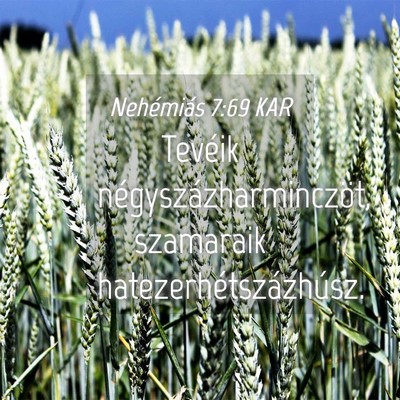 Picture 04 - Nehémiás 7:69 KAR - Tevéik négyszázharminczöt, szamaraik - Bible Verse Picture