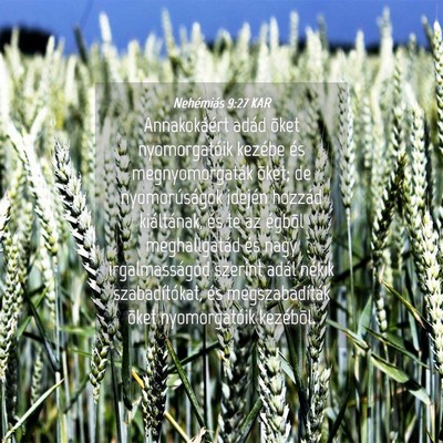 Picture 04 - Nehémiás 9:27 KAR - Annakokáért adád õket nyomorgatóik kezébe - Bible Verse Picture