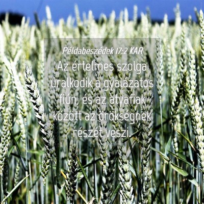 Picture 04 - Példabeszédek 17:2 KAR - Az értelmes szolga uralkodik a gyalázatos - Bible Verse Picture