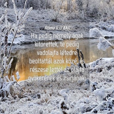 Picture 04 - Róma 11:17 KAR - Ha pedig némely ágak kitörettek, te pedig - Bible Verse Picture