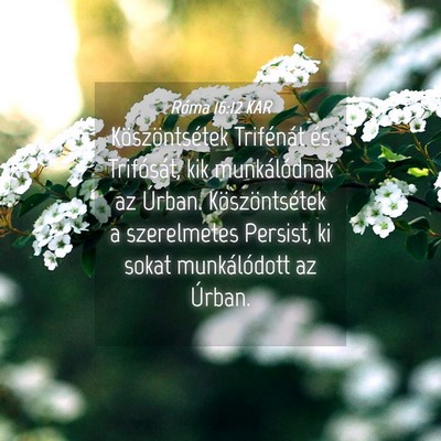 Picture 04 - Róma 16:12 KAR - Köszöntsétek Trifénát és Trifósát, kik - Bible Verse Picture