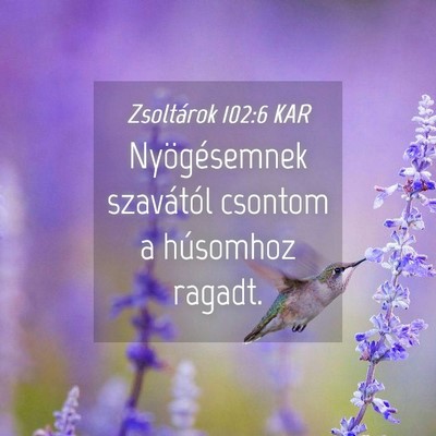 Picture 04 - Zsoltárok 102:6 KAR - Nyögésemnek szavától csontom a húsomhoz - Bible Verse Picture
