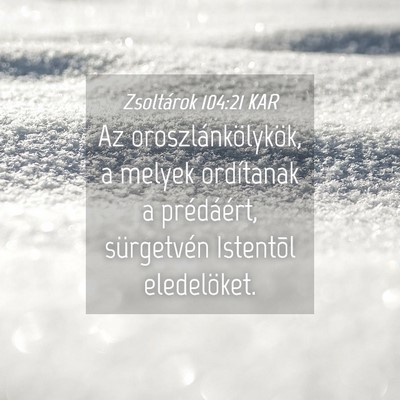 Picture 04 - Zsoltárok 104:21 KAR - Az oroszlánkölykök, a melyek ordítanak a - Bible Verse Picture
