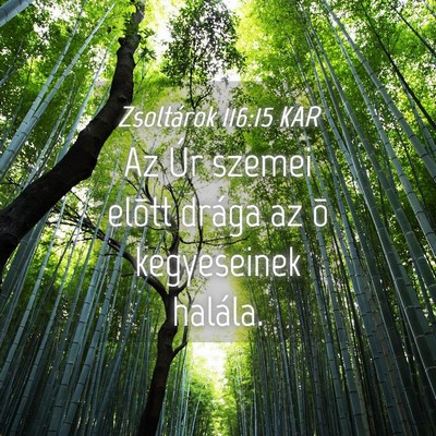 Picture 04 - Zsoltárok 116:15 KAR - Az Úr szemei elõtt drága az õ kegyeseinek - Bible Verse Picture