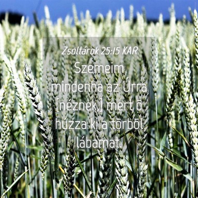 Picture 04 - Zsoltárok 25:15 KAR - Szemeim mindenha az Úrra [néznek,] mert õ - Bible Verse Picture