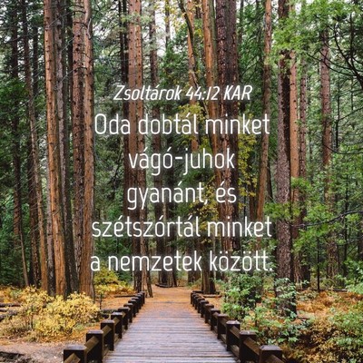 Picture 04 - Zsoltárok 44:12 KAR - Oda dobtál minket vágó-juhok gyanánt, és - Bible Verse Picture