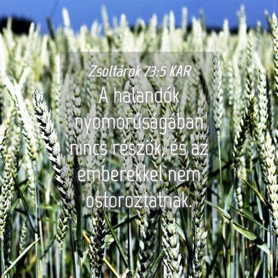 Picture 04 - Zsoltárok 73:5 KAR - A halandók nyomorúságában nincs részök, és - Bible Verse Picture
