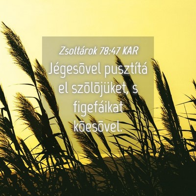Picture 04 - Zsoltárok 78:47 KAR - Jégesõvel pusztítá el szõlõjüket, s - Bible Verse Picture